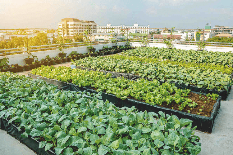 Flatbeds of produce on a rooftop