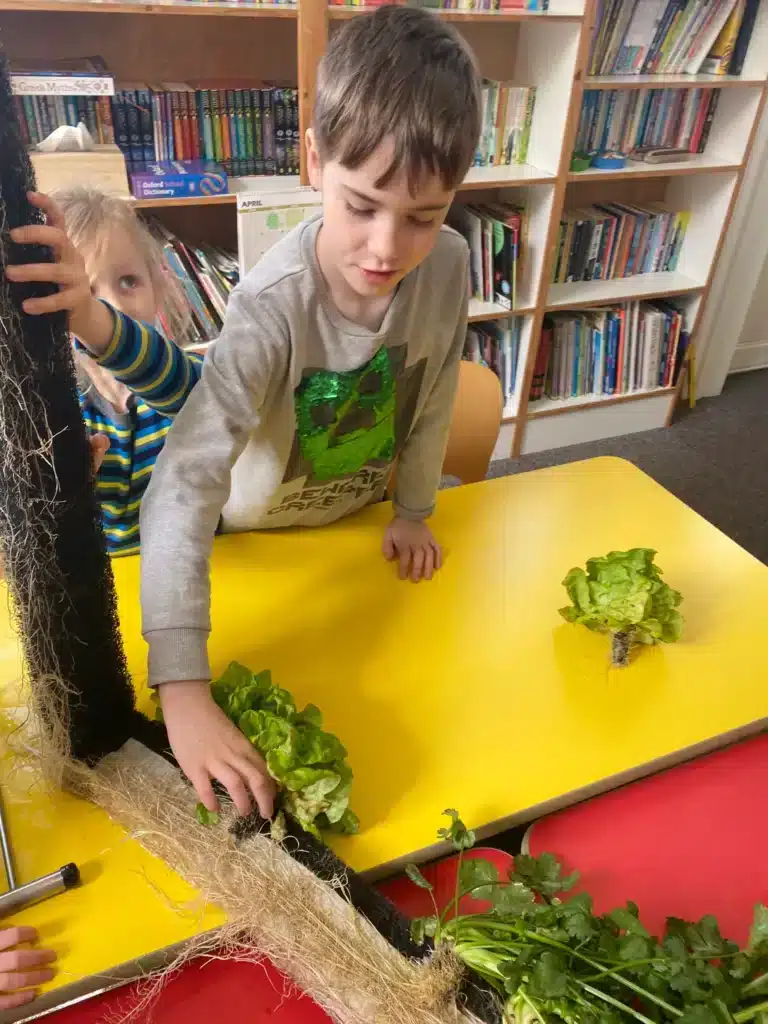 Students harvesting lettuce from a zipgrow tower.