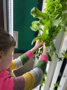 A student picking lettuce for a hydroponic tower.