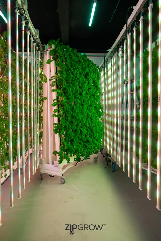 ziprack for a ZipGrow ZipFarm in the middle of an vertical farm aisle.