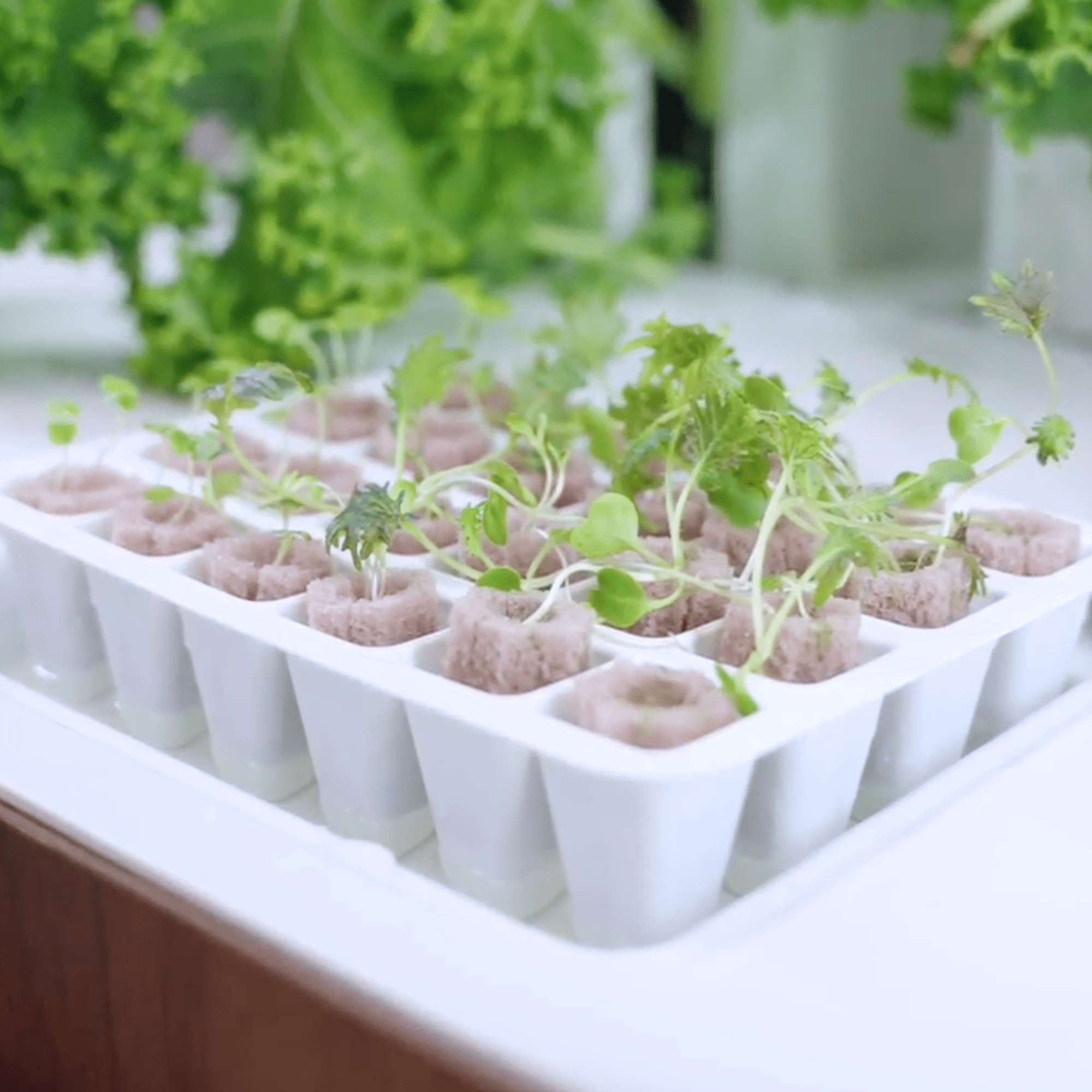 ZipGarden-Growing-1