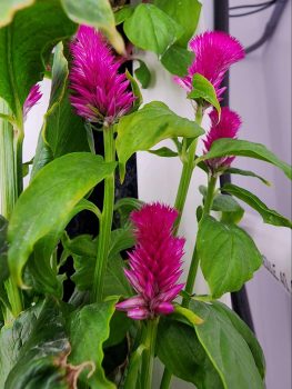 pink flowers in a Zipfarm